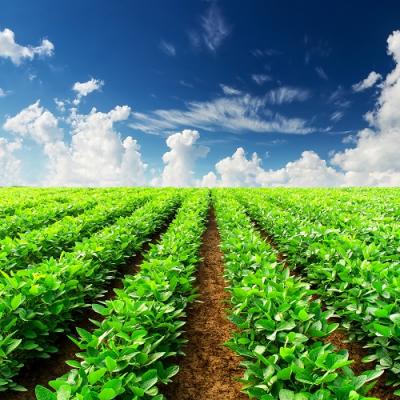 LC-MS/MS detection of glyphosate/AMPA/ glufosinate in red wine without prior derivatization after AFFINIMIP® SPE Glyphosate cleanup